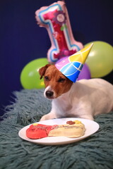 Pies, urodziny, imieniny. - obrazy, fototapety, plakaty