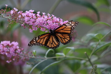 Monarch butterfly on a butterfly bush