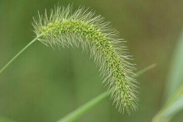 A giant foxtail in New York summer sunshine
