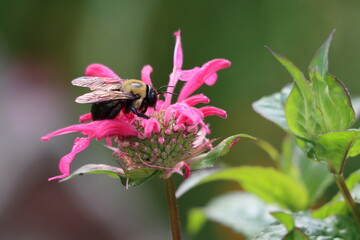 Profile of an eastern carpenter bee on a beebalm flower in summertime in New York