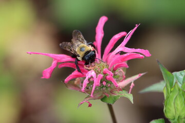 An eastern carpenter bee enjoying beebalm