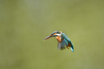 カワセミのホバリング