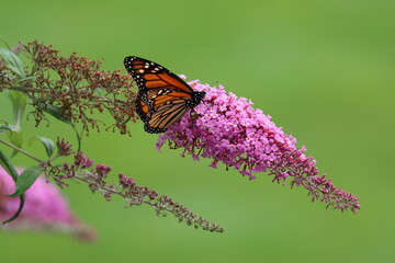 Gorgeous monarch butterfly on pink butterfly bush flowers
