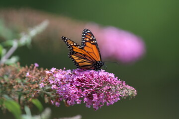 A monarch butterfly feeding on a butterfly bush