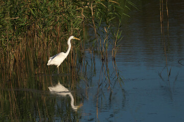 川で餌を探すダイサギ