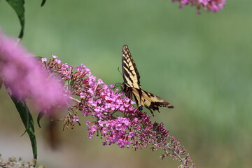 An eastern tiger swallowtail butterfly feeding on a butterfly bush in New York