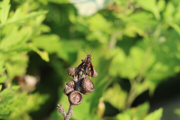 A dark paper wasp on a fallen branch with acorn caps