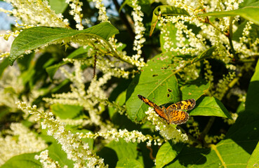 butterfly on leaf