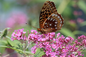 A great spangled fritillary butterfly on a butterfly bush
