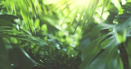 Palm leaves in sunshine - Powered by Adobe