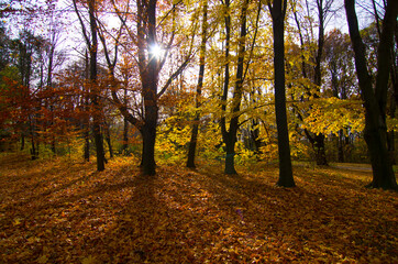 Autumn mood in good weather in the park. Yellow leaves, trees. Walk in September