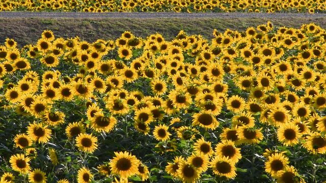 Sunflowers move in the wind. Spectacular field of sunflowers in the Tuscan countryside, Italy