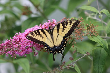 An eastern tiger swallowtail butterfly on butterfly bush flowers