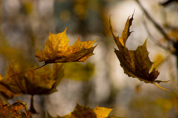 Autumn mood in good weather in the park. Yellow leaves, trees. Walk in September