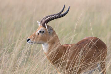 Fototapeta premium Ugandan kob antelope in its natural habitat landscape