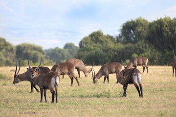 Naklejka na ściany i meble Water buck antelope in its natural african habitat
