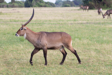 Obraz premium Water buck antelope in its natural african habitat