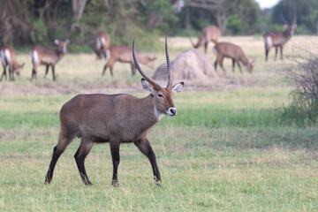 Naklejka na ściany i meble Water buck antelope in its natural african habitat