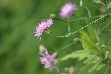 Spotted knapweed blooming in summertime