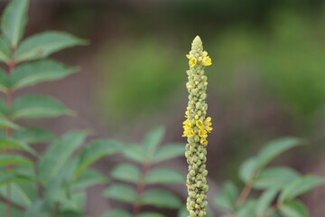 Common mullein flowering in summertime