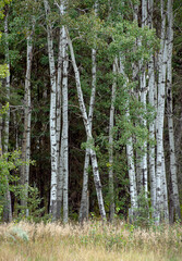 Birch trees on the outer edge of the forest with a grass meadow in the foreground.