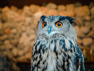 close-up portrait of cute brown great grey owl with rock wall bokeh background