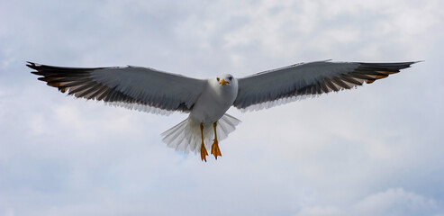 White seagull soaring in the blue sky,Seagull flying.