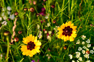 Two tickseeds on the flowerbed in autumn, England, UK