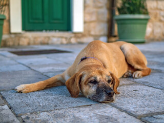 Light brown dog lies on the stone floor.