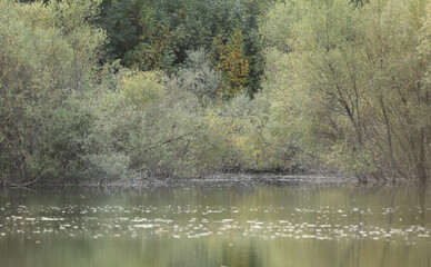 trees dense vegetation on the lake