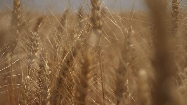 Rural landscape of wheat field on summer sunny day. Golden ears of wheat sway in wind in farm field. Golden wheat field and sunny day