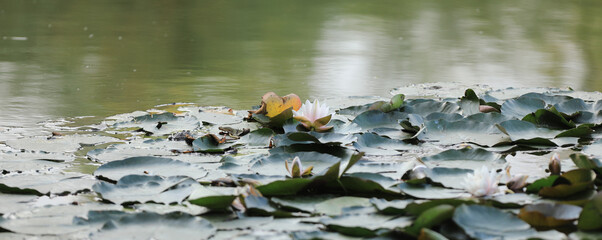 lotus growing on the pond