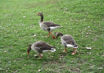 Three greylag geese (Anser anser) feeding in the grass. - obrazy, fototapety, plakaty