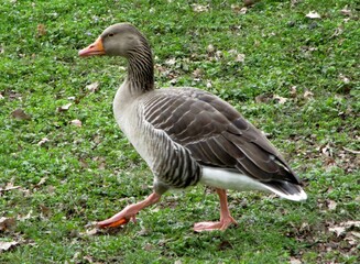 Greylag goose (Anser anser) walking on the grass. - obrazy, fototapety, plakaty