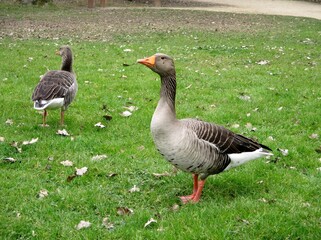  Oie cendrée (Anser anser) de profil dans l'herbe verte.