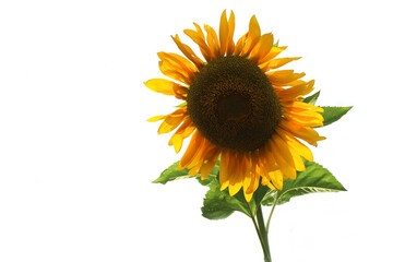 sunflower isolated on white background