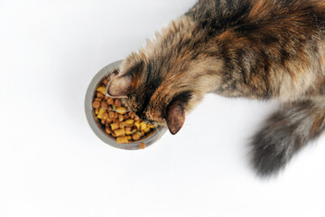 the cat eats food from a bowl. On a white background
