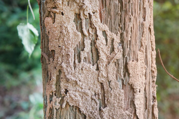 Termite nests on the stilts of the hut.  Termite nest on  surface of wooden pole.