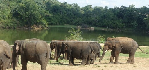 Fototapeta na wymiar Herd of Asian elephants at a lake in Bannerghatta National Park in Bengaluru in Karnataka