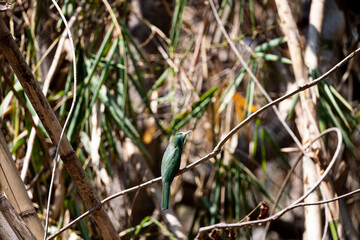 Blue - bearded Bee - eater