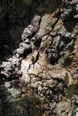 Close Up  of Rough Textured Bark on Old Tree