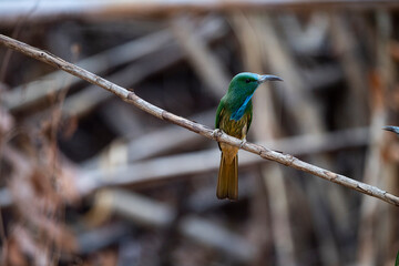 Blue - bearded Bee - eater