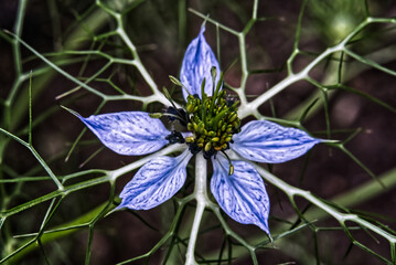 Jungfer im Grünen [Nigella damascena]
