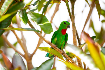 Blue - crowned Hanging Parrot