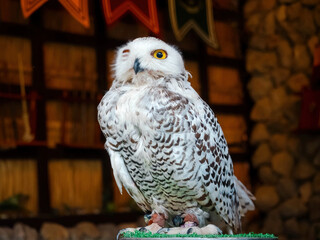 portrait of standing white snow owl (Bubo scandiacus) with brown bokeh background