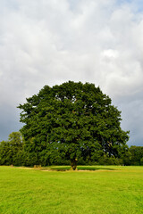 A massive oak tree in the field with children playing in the background, Coventry, England, UK	