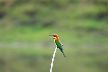 Chestnut - headed Bee - eater