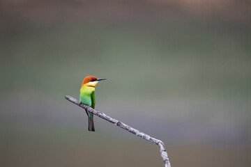 Chestnut - headed Bee - eater