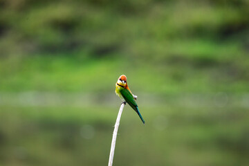Chestnut - headed Bee - eater