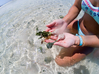 Muscheln auf Kuba gefunden